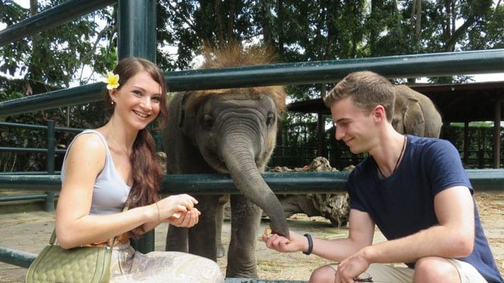 Bali Elephant Safari Park Gets New Baby Elephant